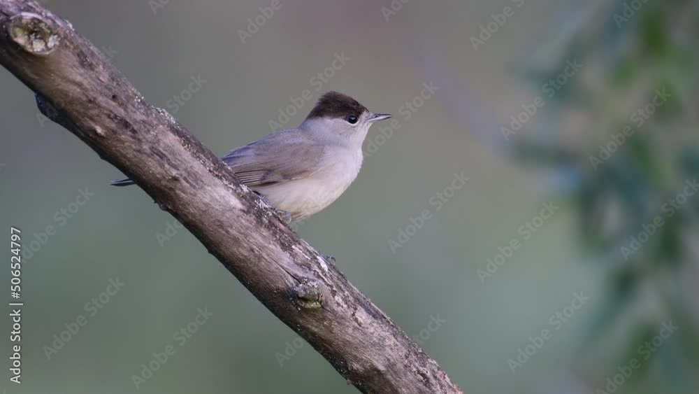 Eurasian Blackcap Sylvia atricapilla in the wild. Eurasian Blackcap Sylvia atricapilla in the wild.