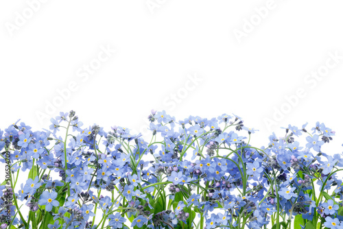 Row of wild forget me not flowers. Blossom forget-me-not, myosotis on white background.