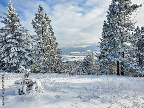 winter forest in the snow