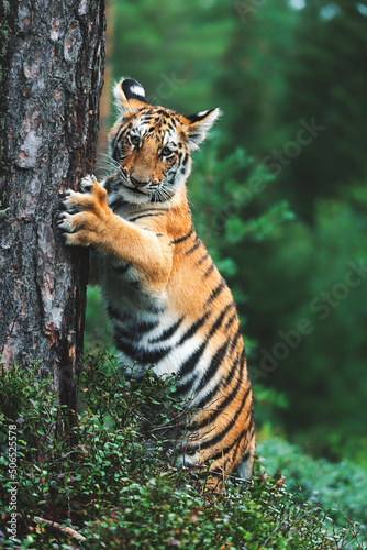 Siberian tiger  Panthera tigris altaica  detail portrait