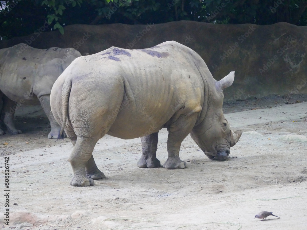 Obraz premium White rhinoceros : The white rhinoceros or square-lipped rhinoceros (Ceratotherium simum) is the largest extant species of rhinoceros. It has a wide mouth used for grazing and is most social