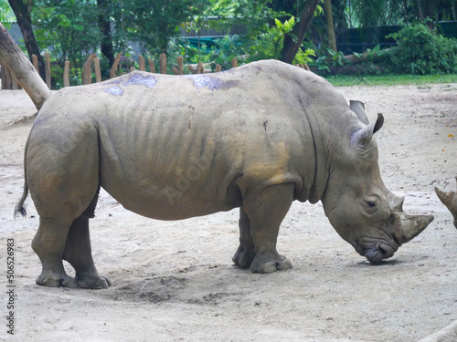 White rhinoceros   The white rhinoceros or square-lipped rhinoceros  Ceratotherium simum  is the largest extant species of rhinoceros. It has a wide mouth used for grazing and is most social