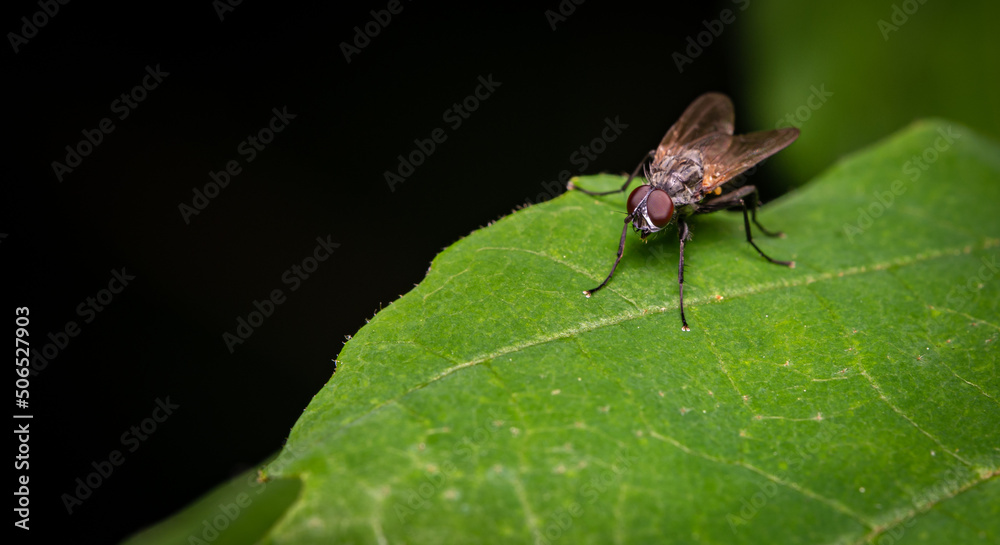 Macro close up of a fly on a leave with isolated black background