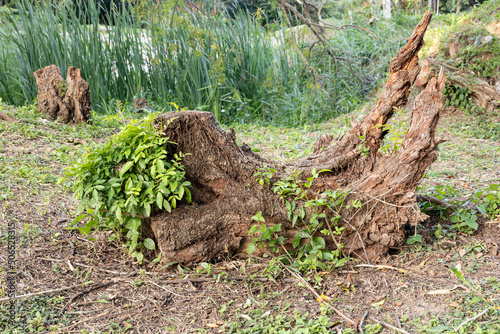 Photography Uprooted tree stump on the lawn overgrown with green bushes