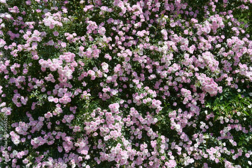 夢乙女 バラの花 夢乙女 バラの花