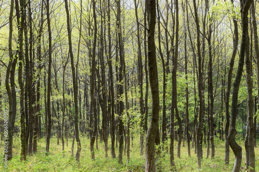 Obraz premium 島根県大田市三瓶山に静かに佇む原生林