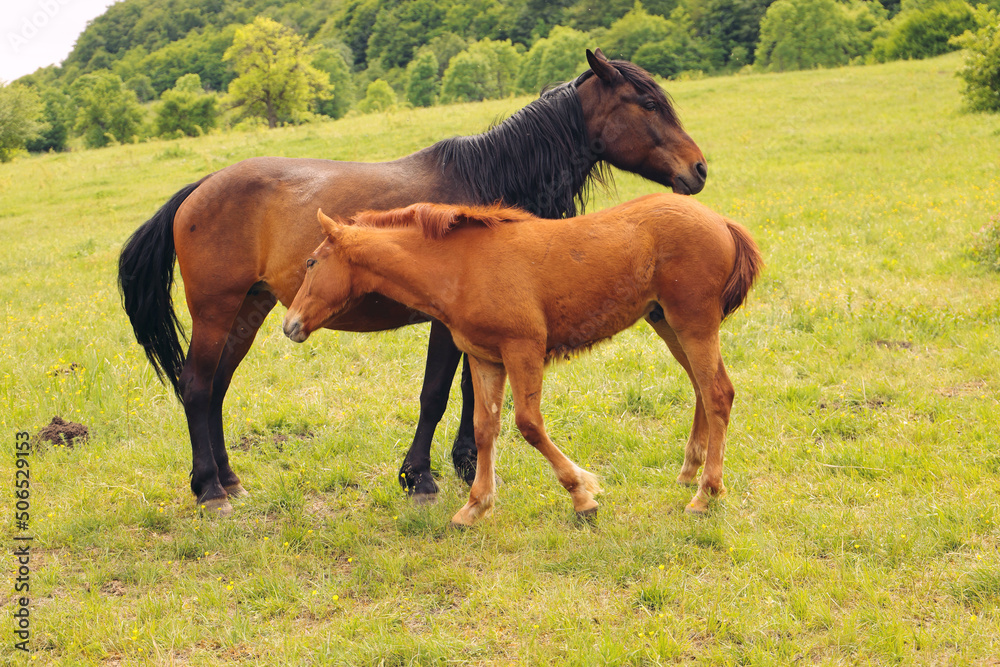 Bay little foal and mare staying together Bay little foal and mare staying together