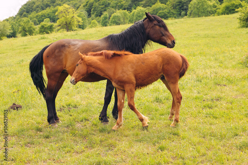 Bay little foal and mare staying together