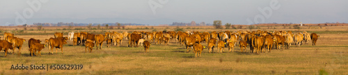 Illustration of herd of cows in the steppes of Hortobagy in Hungary. © JackF