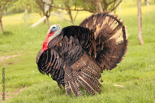 wild male turkey with long red nose and blue head, side view