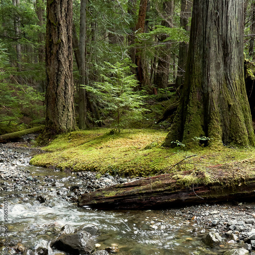 A stream beside large coniferous trees in a beautiful  lush  Pacific Northwest rainforest.