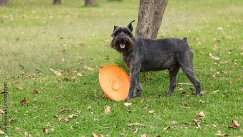 Schnauzer dog playing with an orange fresbee in the park photo