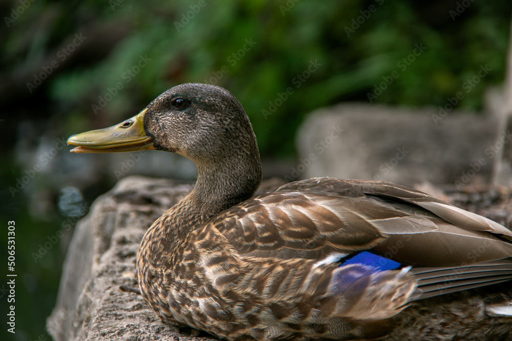 Relaxing Duck 