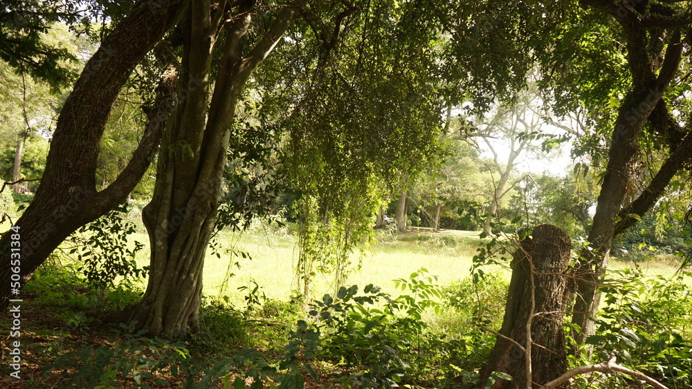 Fototapeta premium trees in the forest