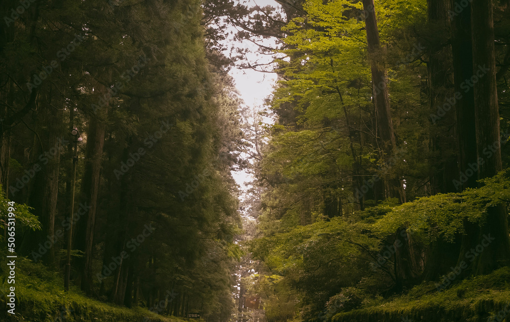 path in the forest Nikko