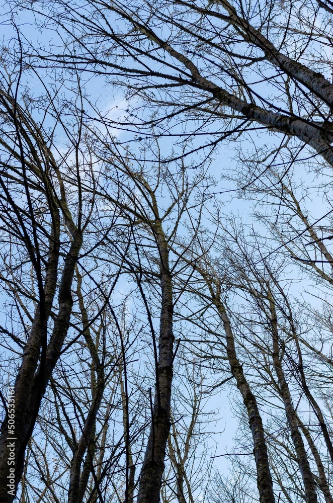 tree branches against blue sky tree branches against blue sky