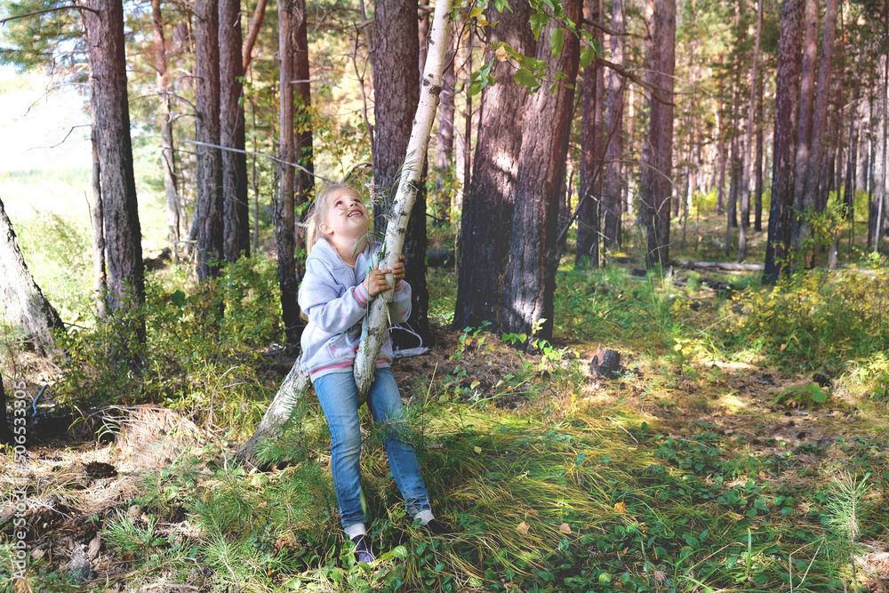 Little girl climbed up a birch tree and looking up. Adventure for young explorer. Happy childhood and freedom concept Little girl climbed up a birch tree and looking up. Adventure for young explorer. Happy childhood and freedom concept