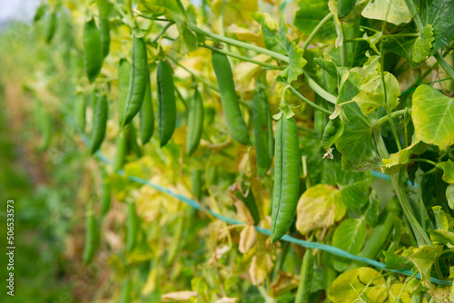 Ripe peas on the branches in the garden. High quality photo