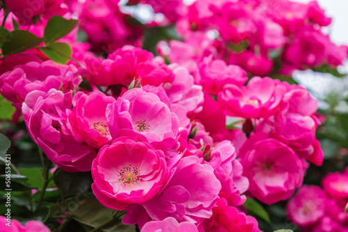 春のバラ園に咲くピンクのバラ