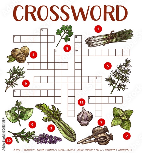 Spices, herbs and seasonings sketch. Crossword grid worksheet. Find a word quiz game, vector text riddle with nutmeg, poppy and lemongrass, marjoram, fennel and savory, cilantro, melissa and lavender