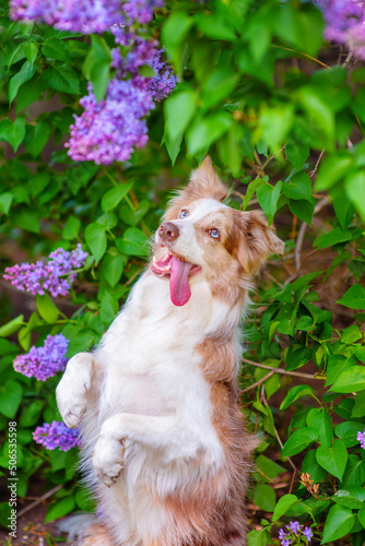 A dog of the border collie breed on a walk in a spring park with a cheerful muzzle makes a bunny against the backdrop of blooming lilacs