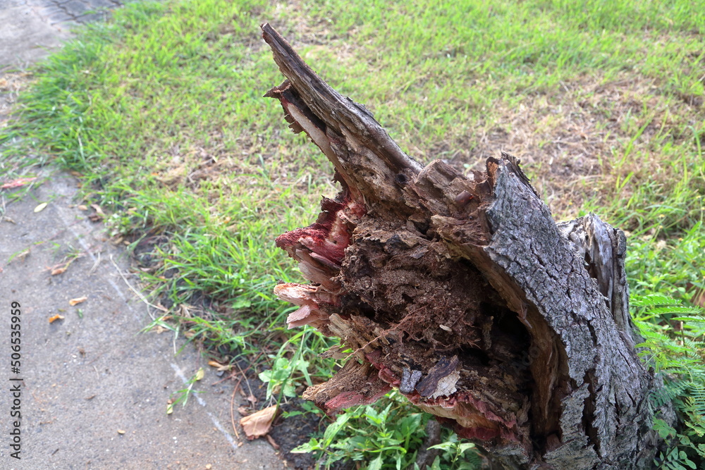Fototapeta premium broken tree to the ground