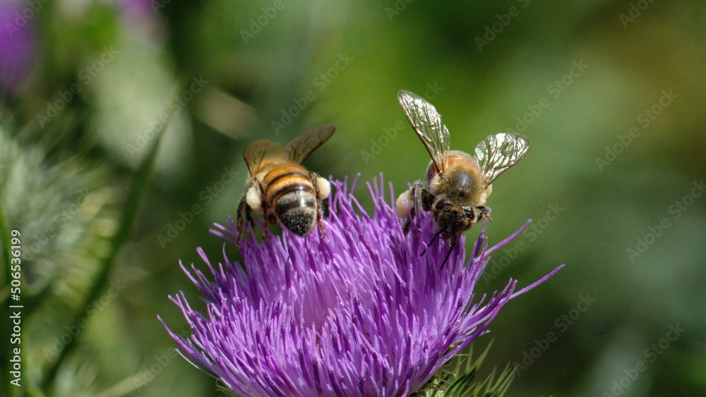 Honey bees on a Scotch thistle flower in a field in Cotacachi, Ecuador Honey bees on a Scotch thistle flower in a field in Cotacachi, Ecuador