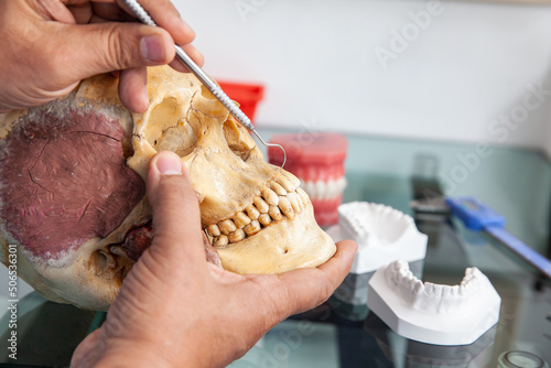 Dentist showing the mouth anatomy usig a human skull photo
