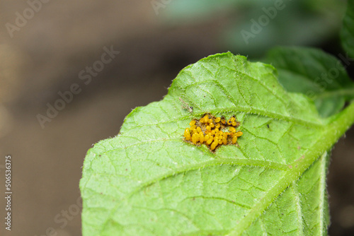state potato beetle. Colorado potato beetle eggs on potato leaves. garden pest 