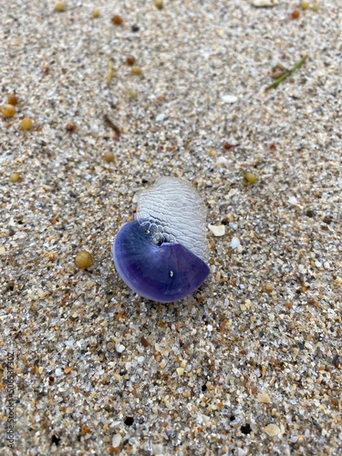 shells on the beach
