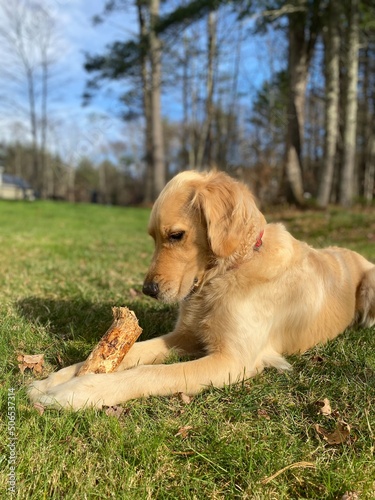 golden retriever puppy