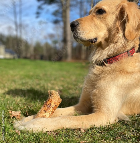 golden retriever puppy