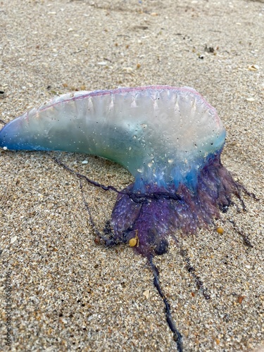 jellyfish on the beach