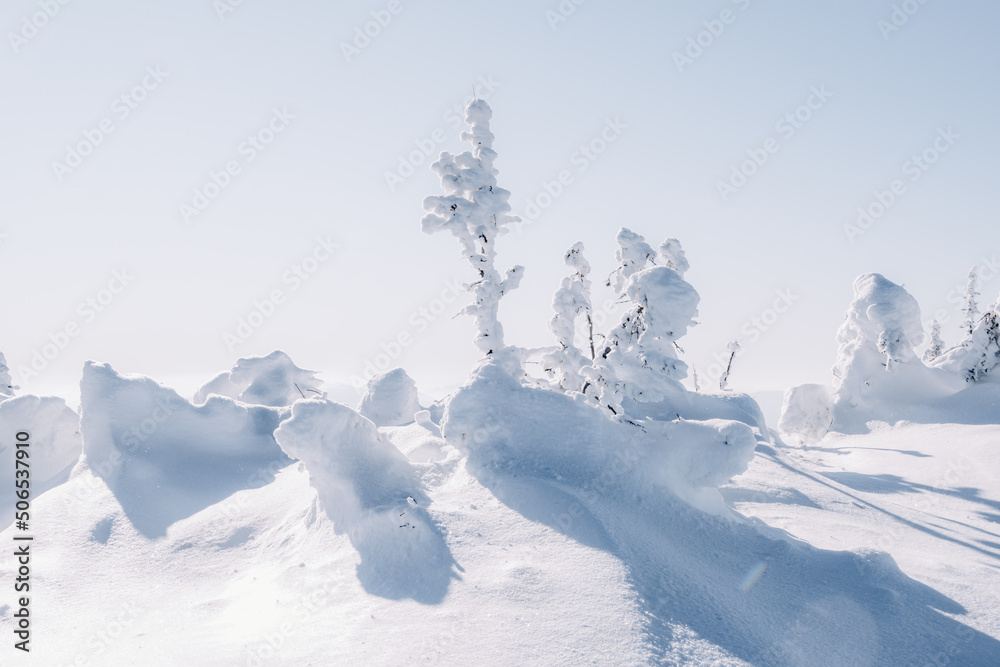 Snow spruces among snowdrifts in winter forest. Branches of trees bent from weight of snowfall. Pine wood white from frost create landscape of frosty fairy tale Snow spruces among snowdrifts in winter forest. Branches of trees bent from weight of snowfall. Pine wood white from frost create landscape of frosty fairy tale