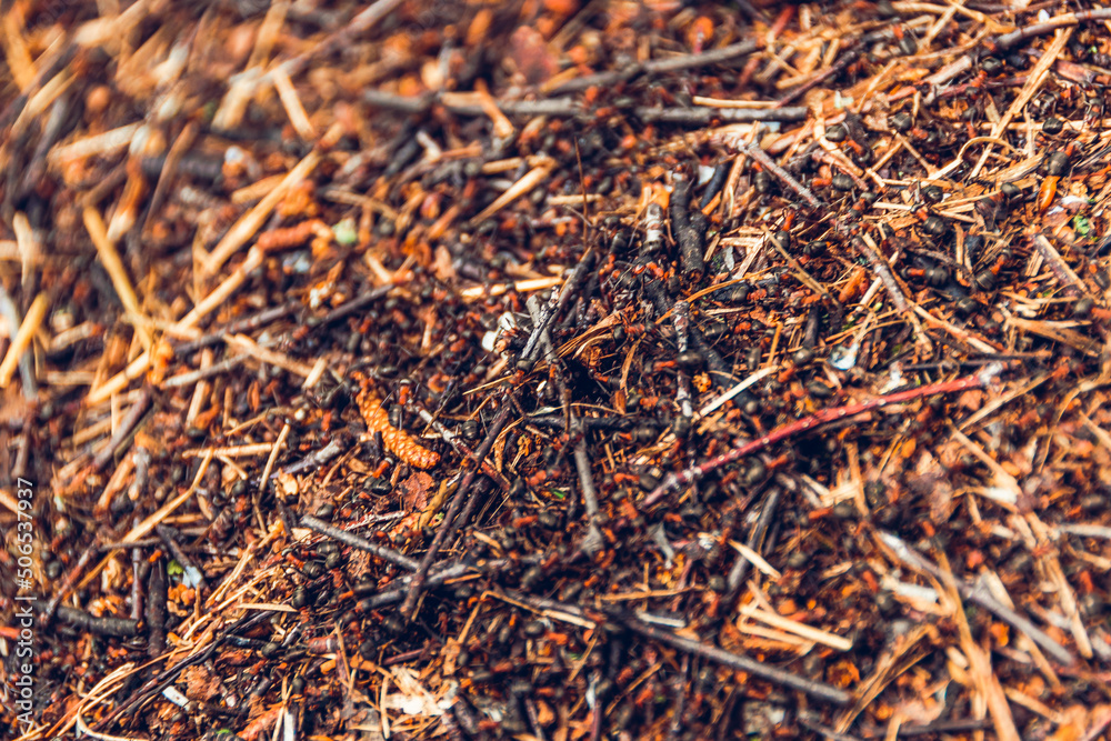 Red anthill, made from branches, fir needles and straw closeup as background. Forest insects in wild. Red anthill, made from branches, fir needles and straw closeup as background. Forest insects in wild.