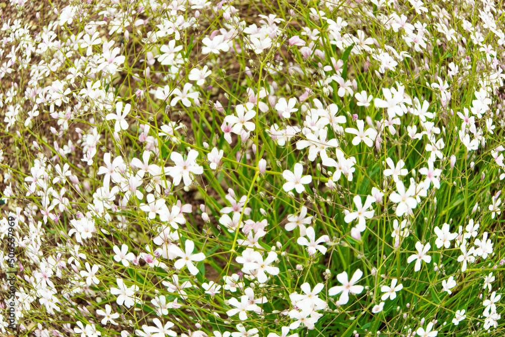 Meadow with white flowers Gypsophila repens, perennial herbaceous plant. Petals form natural background of leaves