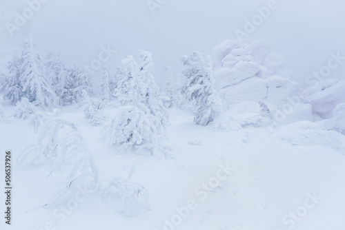 Rock cliff in winter forest is completely covered with hoarfrost. Sharp drop in temperature, trees on slope in frosty haze. From weight of snow, spruce branches bent.