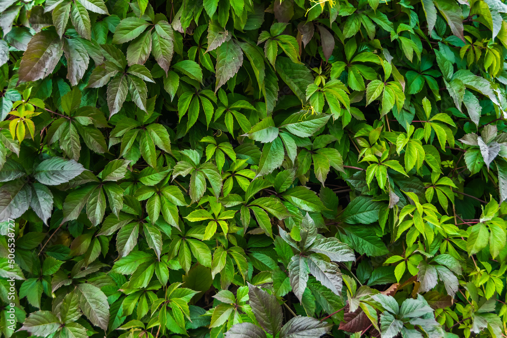 Maiden grapes as background of wide leaves. Parthenocissus quinquefolia is fast-growing vine. Young shoots are reddish, then dark green. Ornamental plant for vertical gardening. Maiden grapes as background of wide leaves. Parthenocissus quinquefolia is fast-growing vine. Young shoots are reddish, then dark green. Ornamental plant for vertical gardening.