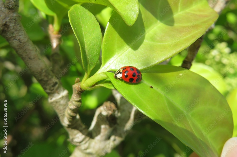 Red ladybug on green leaf in Florida nature Red ladybug on green leaf in Florida nature