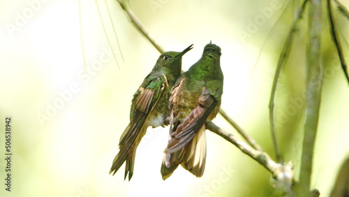 Buff-tailed coronet (Boissonneaua flavescens) hummingbirds perched in a tree in a lodge in Baeza, Ecuador photo