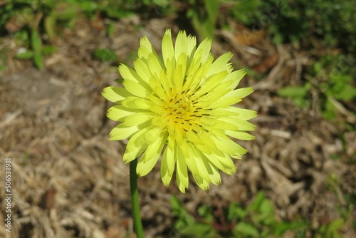 Beautiful carolina desert chicory flower in Florida wild, closeup photo
