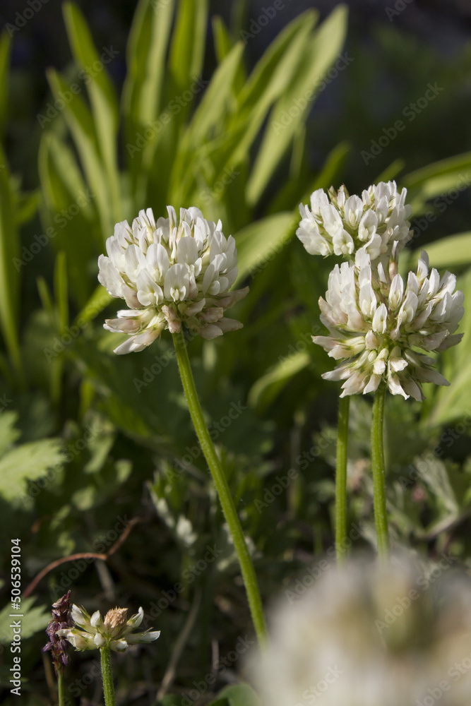 It is a White Clover flower in full bloom. It is a White Clover flower in full bloom.