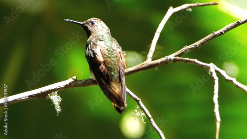 Buff-tailed coronet (Boissonneaua flavescens) hummingbird perched in a tree in a lodge in Baeza, Ecuador photo