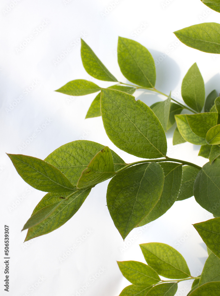 Fototapeta premium The leaves of the blueberry tree.