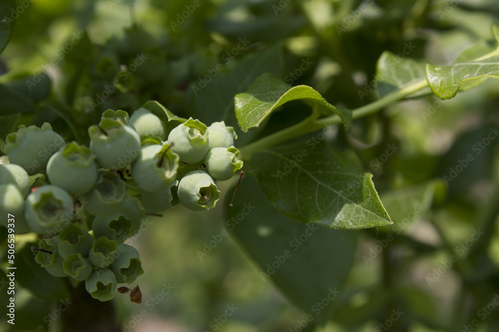 Fototapeta premium Unripe blueberry plant with fruits