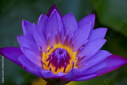Close up shot of beautiful blue lotus(Egyptian blue flower)