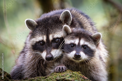 mother and baby raccoon sitting close together