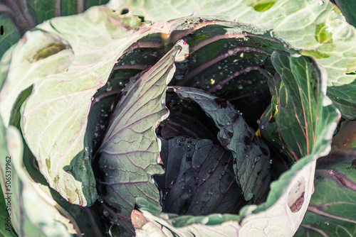 Green cabbage leaves with veins on bed. Growing vegetables in garden. Preparation for harvest season  autumn farmers  fair. Fresh ingredients for vegetarian salad