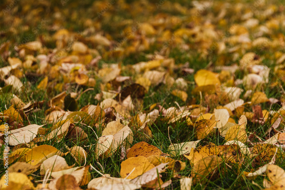 Yellow leaves on green grass after rain. Autumn weather in city park. Yellow leaves on green grass after rain. Autumn weather in city park.