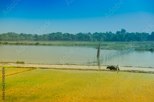 Beautiful rural landscape of Paddy field with river and blue sky in the background. A man ploughing agricultural field with cows, Kolkata, West Bengal, India